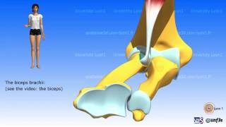 Pronationsupination The muscles [upl. by Assilana293]