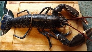 LOBSTERHow to prepare and cook a live lobster [upl. by Eilegna103]