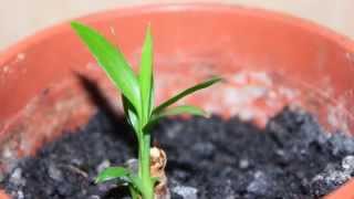 Dracaena 30 days growing 1 shoot every day [upl. by Elleira]