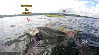 Pesca sub Cardume de Robalo Paru e Carapeba [upl. by Niarda]