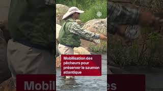 Baisse du saumon atlantique  Vidéojournal [upl. by Euhc]