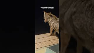 COYOTES🐺 weavethecoyote coyote dog howling duckholliday puppy cute animals new nature [upl. by Yentrac15]