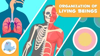 Organization of Living Beings 🦠🦴🧍🏻♂️ Cells Tissues Organs Organ Systems and Organisms 🔬 [upl. by Htebzil]