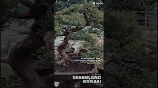 Juniperus Chinensis 1000subscriber [upl. by Ury]