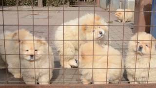 Chowchow pups 3 months [upl. by Mouldon]