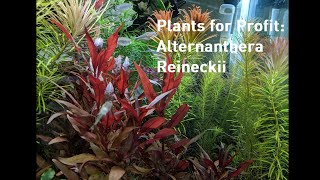 Plants For Profit Alternanthera Reineckii [upl. by Neelhtakyram740]