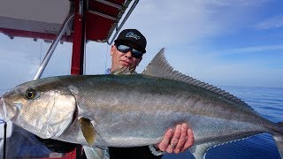 Catching Giant Amberjacks on Topwater  Saltwater Fishing Florida [upl. by Sonya]