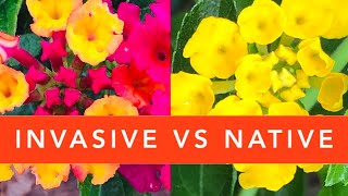 How to identify NATIVE Lantana vs INVASIVE Lantana camara [upl. by Ahcsap]