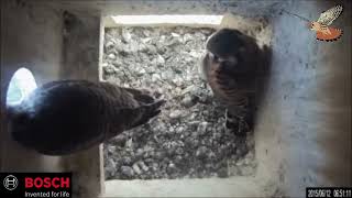 American Kestrels Fledge from Nestbox at The World Center for Birds of Prey 2015 [upl. by Alvinia]