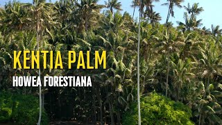 Kentia palm  Howea forestiana [upl. by Anned]