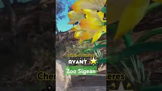 Zoo Sigean cutechallenge fun lumières fyp foryourpage fy foryou [upl. by Naujled732]