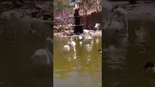 dream parc a mouhammadia foryou shortsvideo travel اكسبلور قطط chat cat viralvideo [upl. by Rambert361]