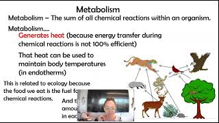 AP bio 82 Endotherms vs Ectotherms 82 Part 1 [upl. by Weihs968]