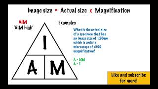 Magnification Equation  GCSE Biology [upl. by Almeria]