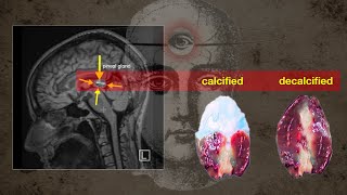 I finally decalcified my pineal gland Heres how [upl. by Latona]