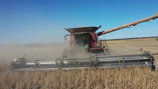 Harvesting Pioneer Z Series Soybeans From Corteva Agriscience [upl. by Hughmanick]