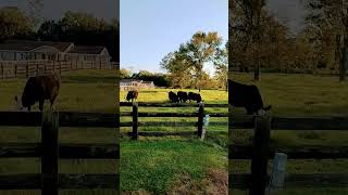 Sweet Hereford Cattle grazing [upl. by Ainala532]