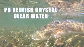 Sight Fishing PB Redfish in Crystal Clear Water [upl. by Gabor]