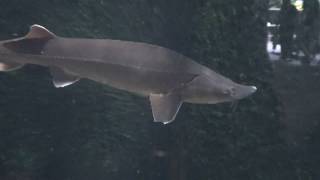 Sterlet sturgeon Fish  Acipenser ruthenus [upl. by Nabal]