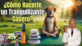 ☮️ ¿COMO HACER UN TRANQUILIZANTE CASERO PARA PERROS ☮️ [upl. by Cerelly476]