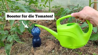 günstige Tropfbewässerung selber bauen in 1 Minute Warum die Tomaten danach explodieren werden [upl. by Lindahl]