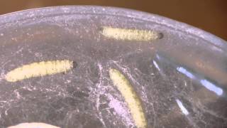 Indianmeal Moth Larva Overwintering ノシメマダラメイガ（蛾）幼虫の休眠越冬 [upl. by Fruin]