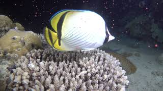 Acropora tenuis coral spawning in Okinawa [upl. by Kosiur]