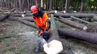 Tree processing with Husqvarna 572XP chain saw [upl. by Kathleen]