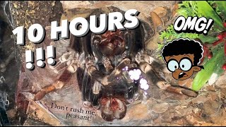 I filmed this video for 10 hours   Tarantula Molting Timelapse [upl. by Eisyak571]