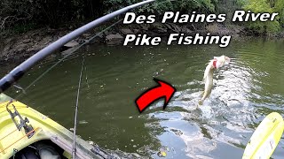 Catching Pike after Pike on the Des Plaines River small riverBIG FISH [upl. by Virginia]