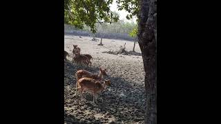 bakkhali sundarbon  ghurte giye [upl. by Diskin]