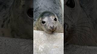 Mindful Moments  Seal Sanctuary Gweek Cornwall  capcut capcutcaptions [upl. by Akinohs]