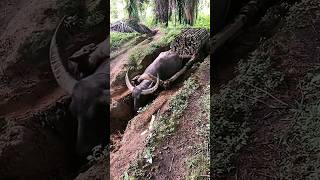 Bull cart  bull bullworking bullcart nature shortvideo [upl. by Juliette]