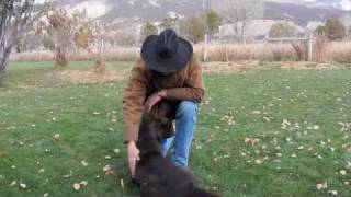 How to Dog Train Chocolate Labrador Retriever [upl. by Tomasine]