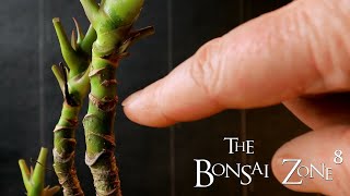 Pruning My Umbrella Tree Bonsai The Bonsai Zone Jan 2021 [upl. by Tihw]