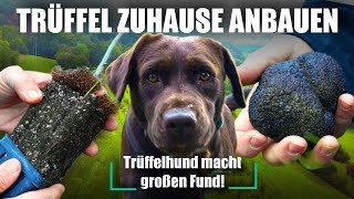 Trüffel zuhause anbauen  Trüffelplantage in Deutschland Trüffelhund Dokumentation [upl. by Neerihs]