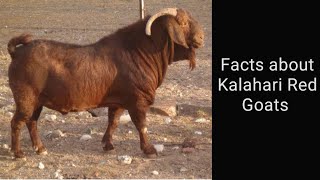 Facts about Kalahari red Goats 🐐🐐 [upl. by Eeuqram]