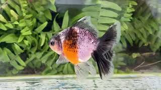 16488 Tricolor Rosetail Oranda [upl. by Araminta]