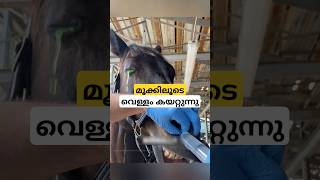 കരയുന്ന കുതിര nasolacrimal duct flush malayalam shorts [upl. by Gilus]