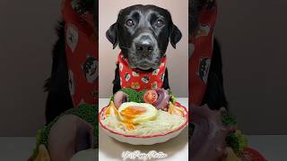 Breakfast Time🥚puppy dog dogfood shorts shortsvideo youtubeshorts [upl. by Fanestil46]