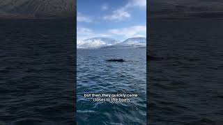 Day 6 in Iceland 🇮🇸 whales whalewatching iceland [upl. by Luapleahcim486]