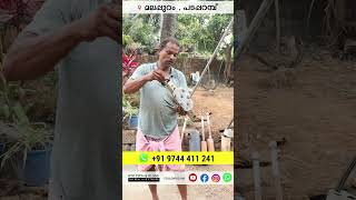 Borewell drilling All Issues 99 Solution Malayalam  Kuzhal kinar കുഴൽക്കിണർ  ബോർവെൽ [upl. by Roberto449]