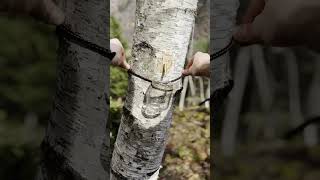 Collecting Birch Sap🌳 survival outdoors bushcraft [upl. by Ioab]