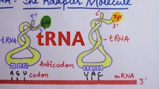 tRNA  The Adapter Molecule class 12 [upl. by Ordway318]