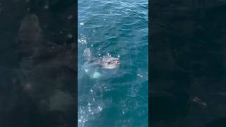 Mola mola having a Velella velella or “By the Wind Sailor” snack 🎥 by Deckhand Otto [upl. by Joell296]