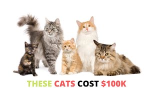 Top 8 Most Expensive Cat Breeds in the World Ashera vs Savannah [upl. by Angus143]