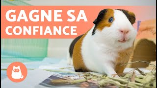 Comment APPRIVOISER un COCHON D’INDE 🐹 4 conseils et astuces [upl. by Enelear716]