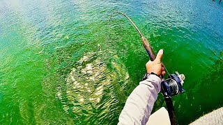 HOT WEATHER SHEEPSHEAD on Urchins [upl. by Ahsirahc]