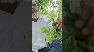 Jungali bhindi dawai ke kam Mein Aate Hain viral video hashtag [upl. by Krauss]