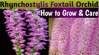 Foxtail Orchid Care  Rhynchostylis Foxtail Orchid Care Tips  Kopou Phool [upl. by Kissel]